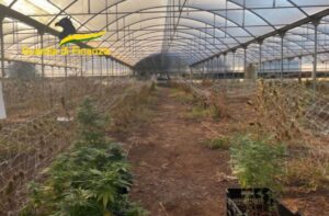 Sequestrati a Bari 610 chili di marijuana, due indagati